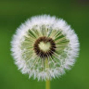 Meet your Posher, Krys